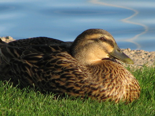 Maricopa, AZ: Ducks on pond-Jane Askew Park -Maricopa City, AZ