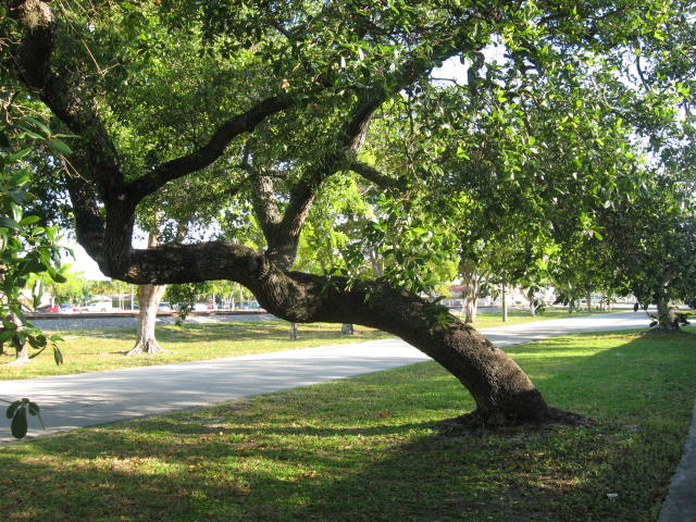 Miami Shores, FL: Tree along railroad track Miami Shores