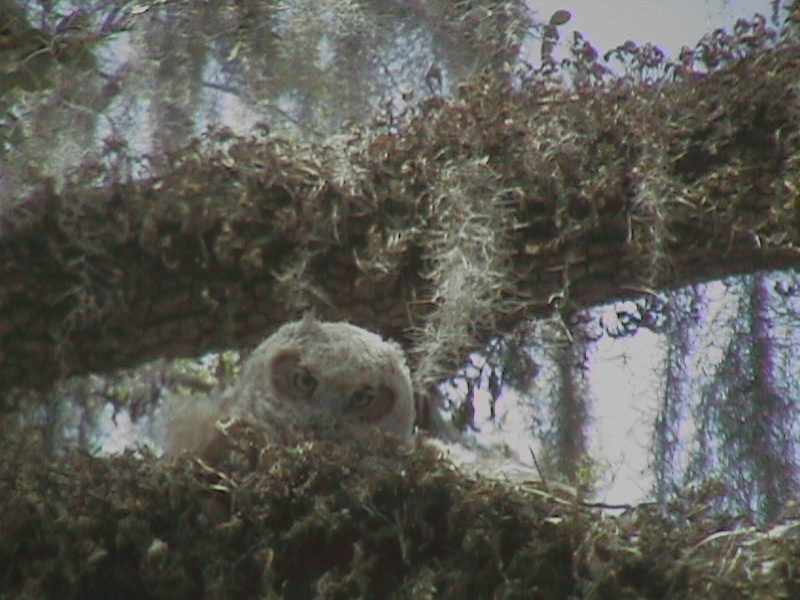 St. Marys, GA: One of two Great Horned Owl nestlings peaking from their nest on an oak tree limb in front of the elementary school in downtown St. Marys, Georgia