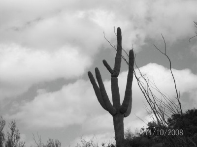 Superior, AZ: Saguaro Cactus