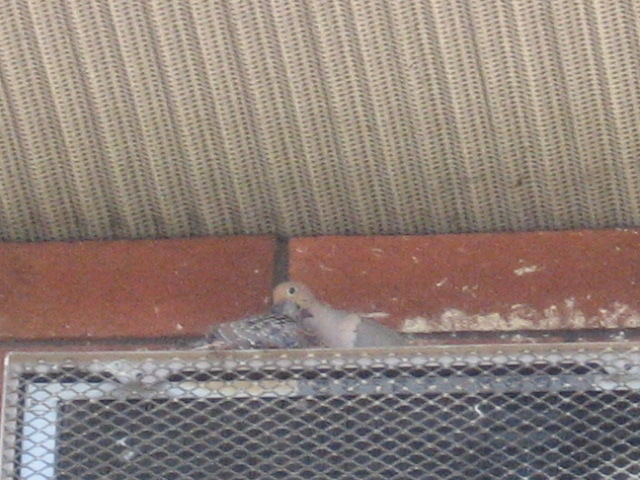 Highland Park, NJ: Highland Park's newest residents: baby doves hatched on AC unit at 9 S 9th Ave.