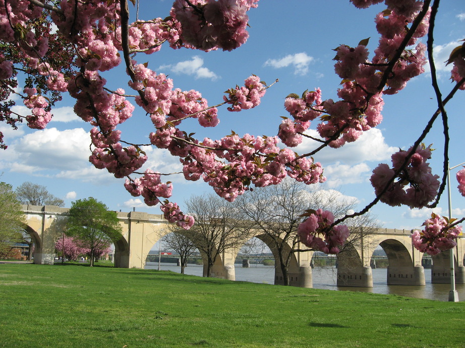Harrisburg, PA: Blossom Walkway