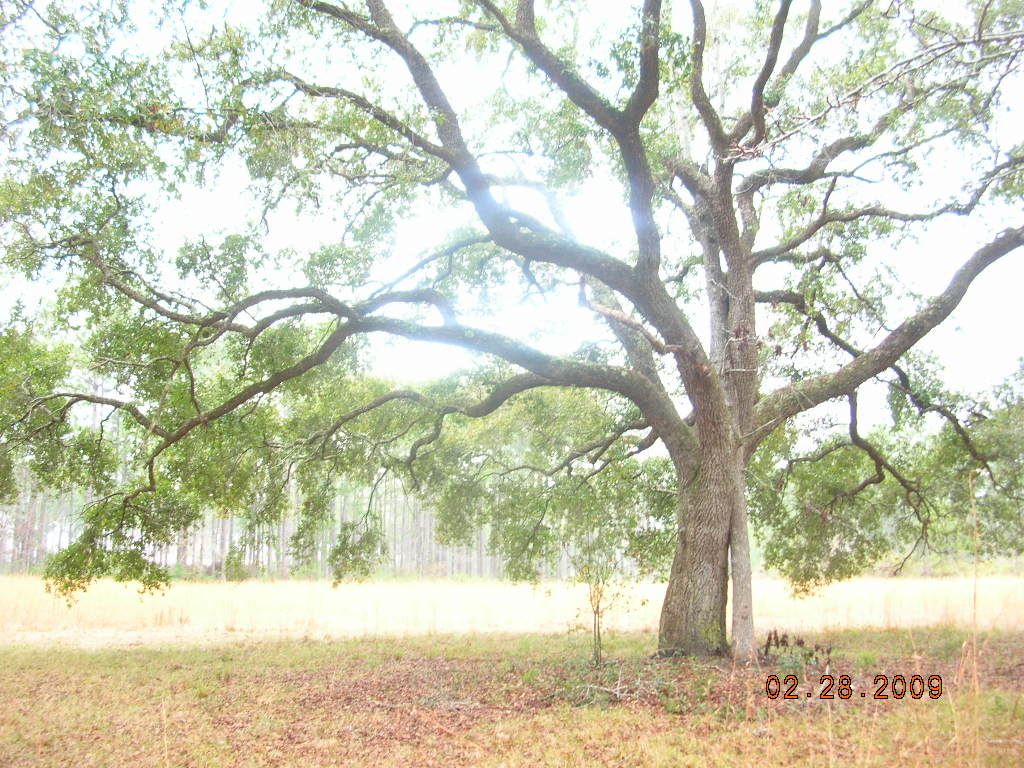 Freeport, FL: Luminated by the sun, two trees growing as one. "Love Trees"