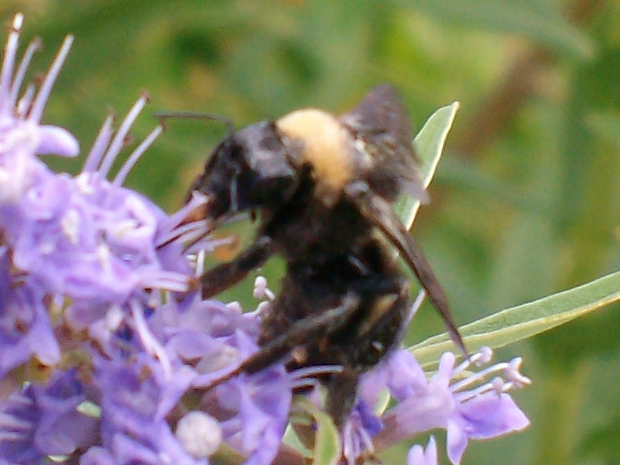 Baytown, TX: A bee at the Baytown Nature Center.