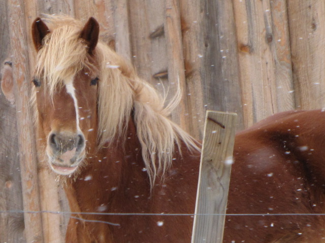 Portland, NY: Beautiful pony enjoying the country snow in Portland NY.