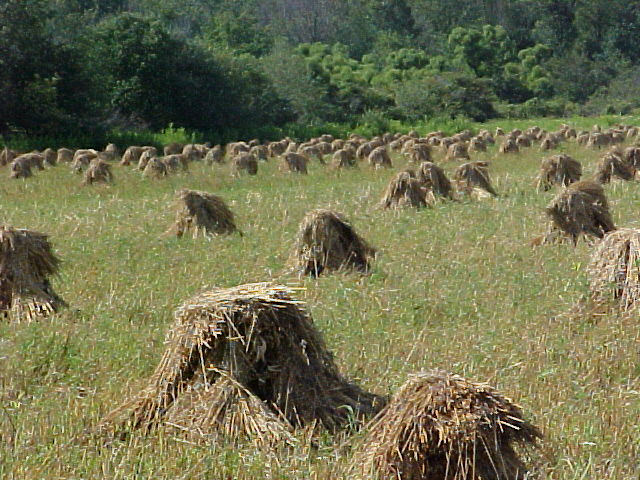 Portland, NY: Amish grain stacks in Portland NY.