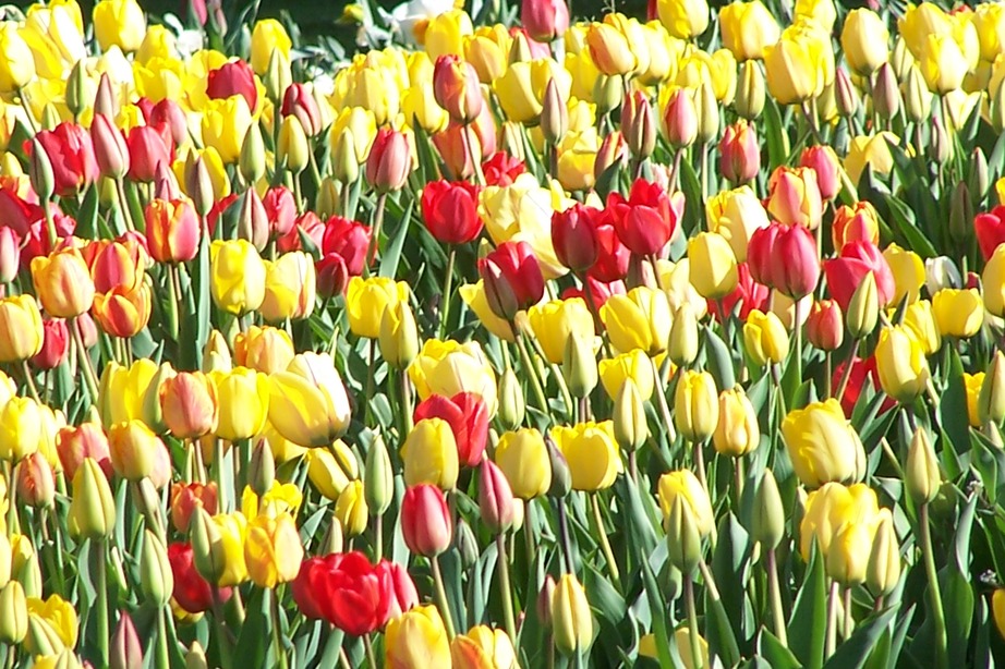 Portland, NY: Gorgeous tulips on corner of Webster Rd & Munson Rd in Portland NY