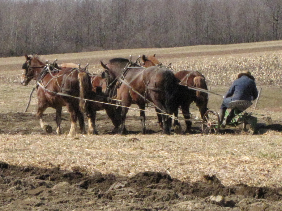 Portland, NY: Amish doing the spring plowing in Portland NY.