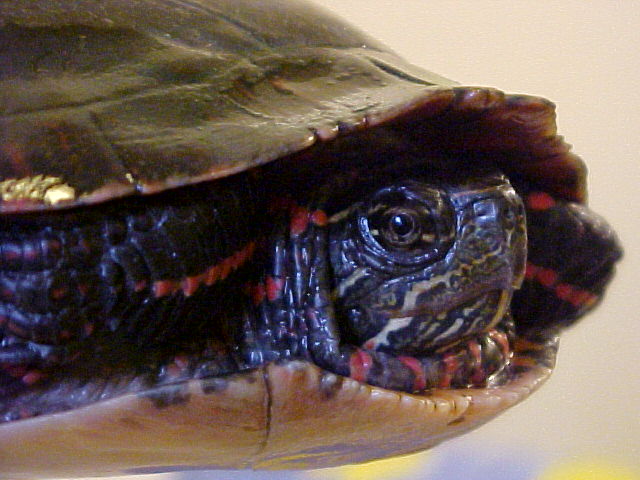 Portland, NY: Turtle found crossing the road in Portland NY.