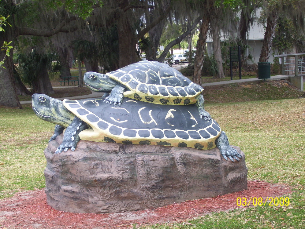 Inverness, FL: Turtles