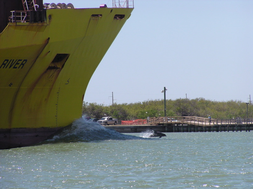 Ingleside, TX: dolphin racing boat
