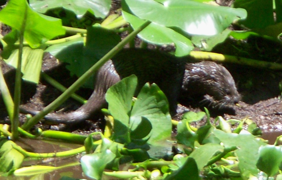 Sebring, FL: baby otters by a creek in Sebring
