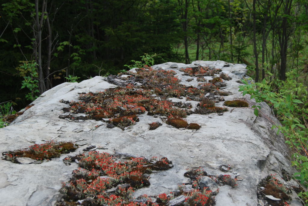 Linneus, ME: Lichen, on Granite - Linneus, Me