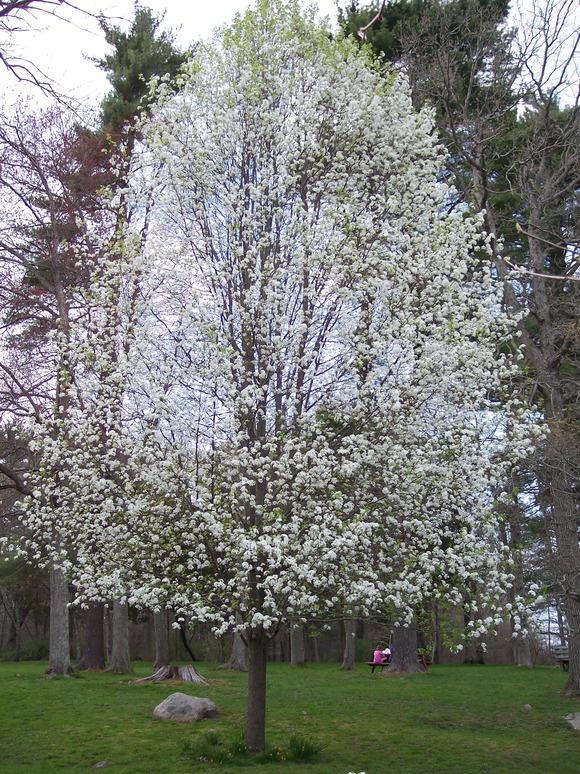 North Pembroke, MA Herring Run in April 2009 photo, picture, image