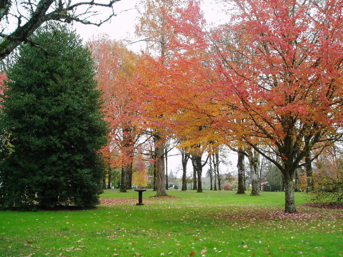 McMinnville, OR: Fall colors at Linfield College, McMinnville, Oregon
