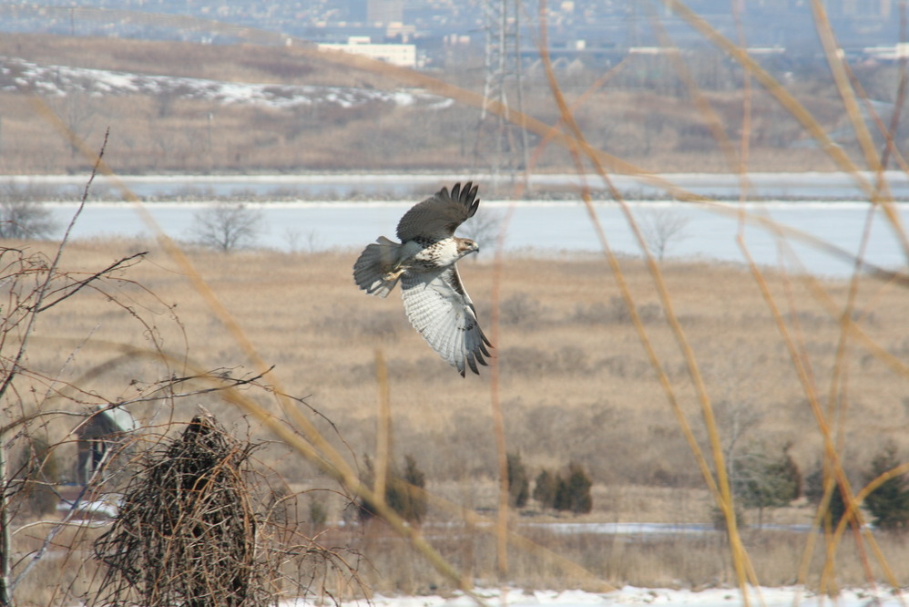 North Arlington, NJ: Hawk taking off