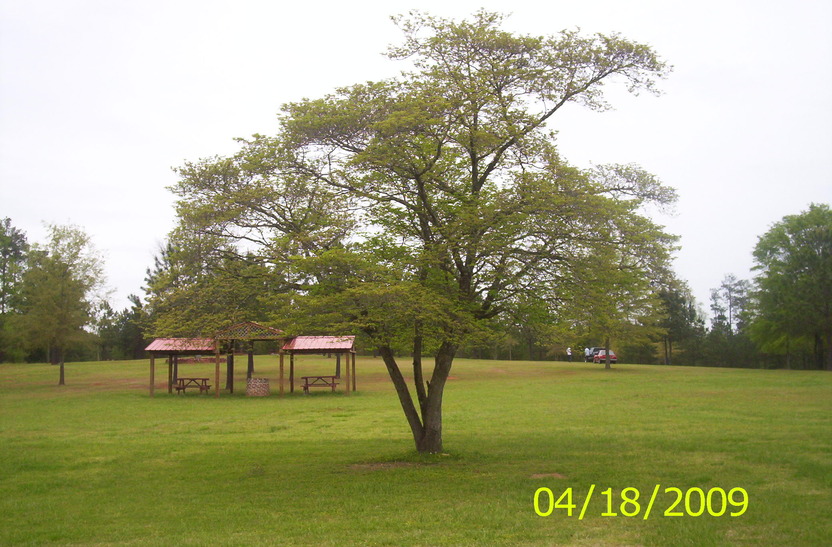 Woodville, GA My Special Place photo, picture, image at