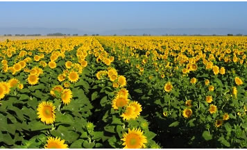 Dixon, CA: Dixon Sunflower crop
