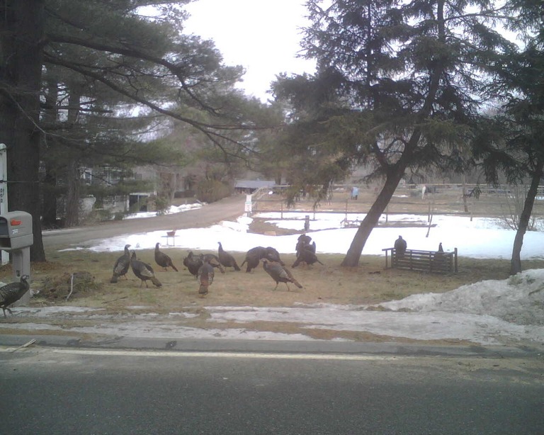 Hamilton, MA: riding along on an April day I came upon these turkeys by the side of the road