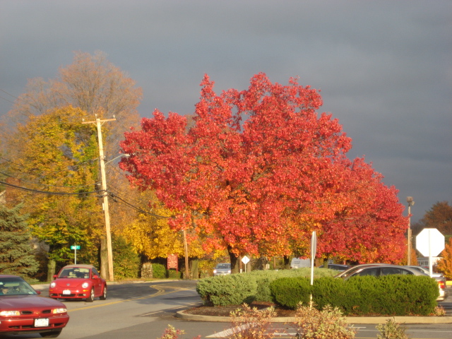 Cornwall, NY: Main Street, Cornwall Oct. 08