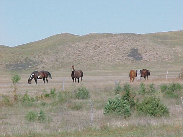 Alliance, NE: Horses in the nearby Sandhills east of Alliance