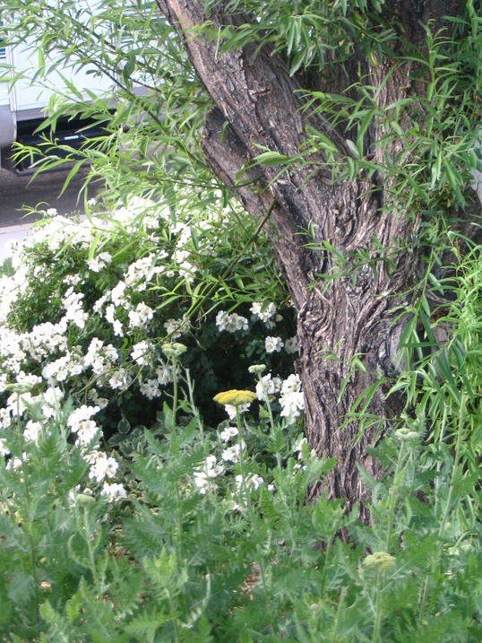 Cedar City, UT: Front Yard Flowers