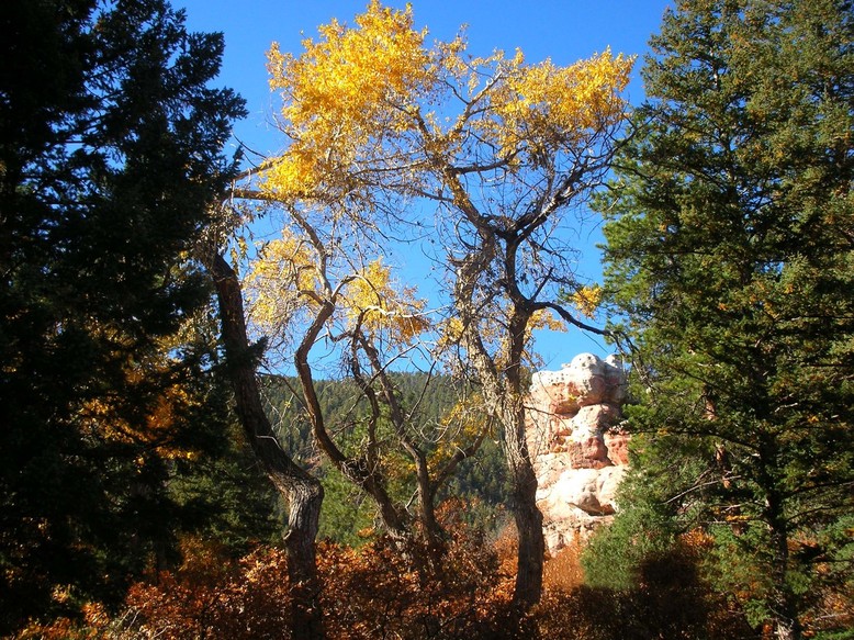 Perry Park, CO: Aspen tree in it's autumn splendor on Kiowa Drive, Perry Park.