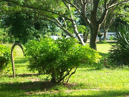 Belcher, LA: MADEA FRONT YARD