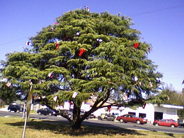 Belleview, FL: Tree decorated for Christmas 2008 with American Flags. All red, white and blue!