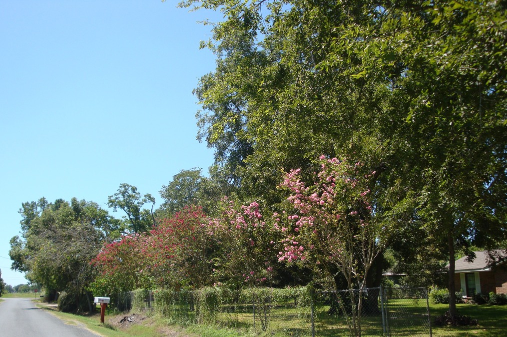 Santa Fe, TX: Summer is so beautiful here.