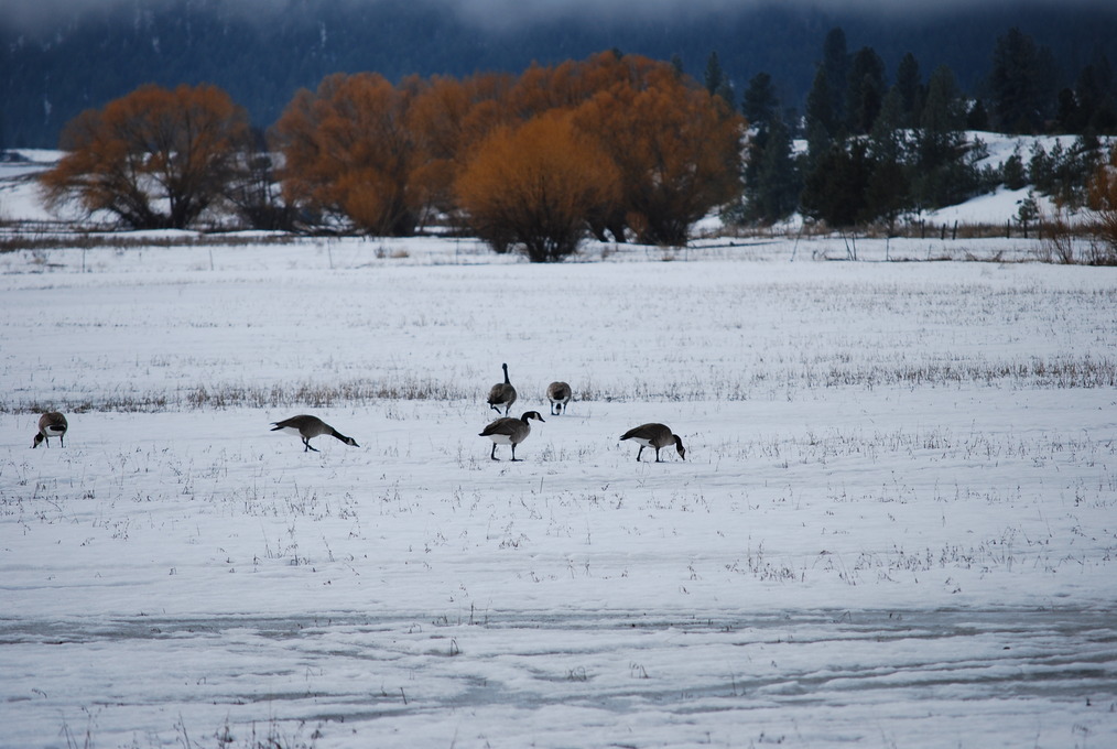 Republic, WA: Canada Geese near Republic
