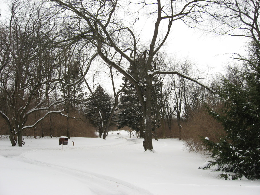 Rockford, IL: Klehm Arboretum woods in winter