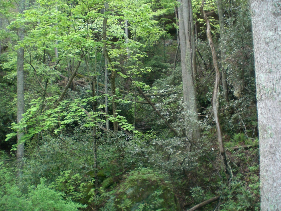 Stanton, KY: Daniel Boone Nat'l Forest, Nada Tunnel Road