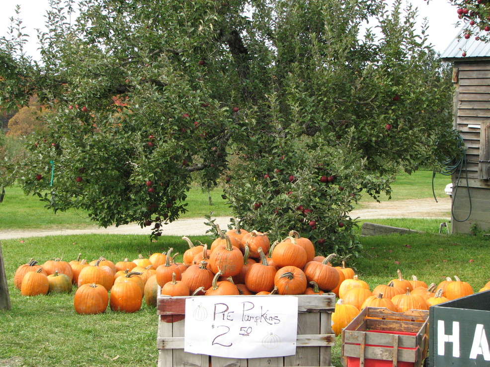 Middlebury, VT: Pumpkin harvest 2008