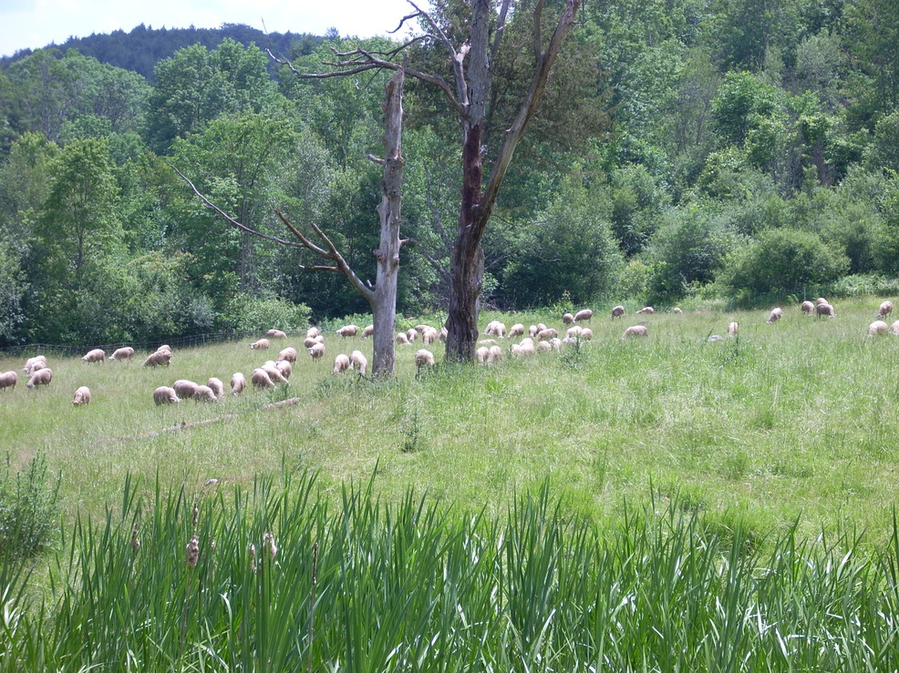 Putney, VT: The Major's Vermont Shepherd Farm