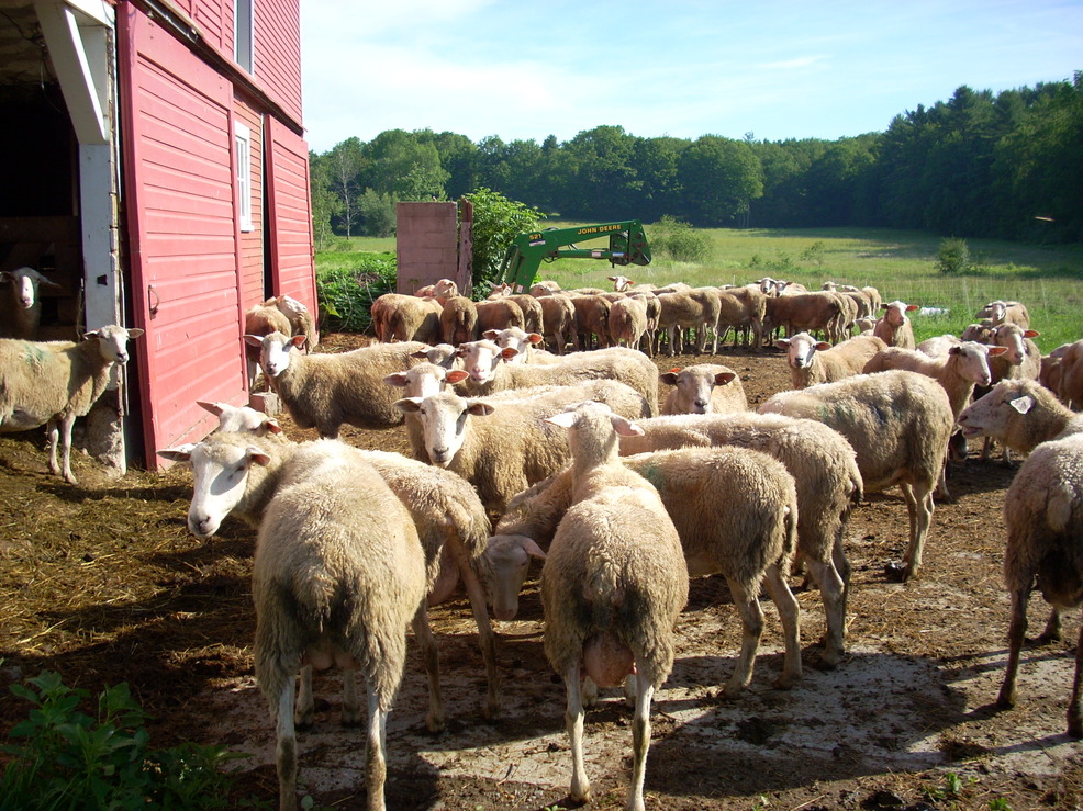 Putney, VT: Vermont Shepherd Farm