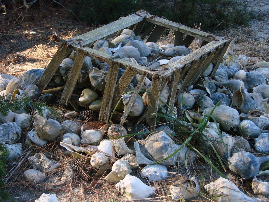 Accomac, VA: Sherry sells sea shells by the sea shore