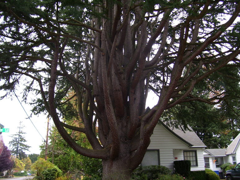 Salem, OR: Amazing Tree!