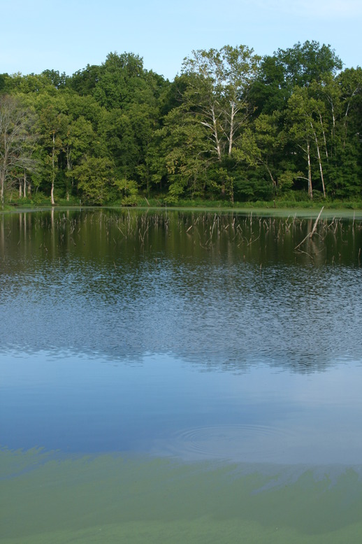 Swepsonville, NC Algae blooming in a pond in Swepsonville, North