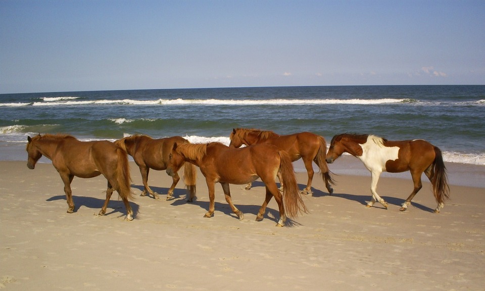 Berlin, MD: Wild Ponies on the beach of Assateague Island.