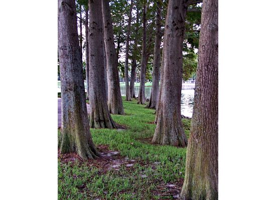 Port Orange, FL: City Center Trees