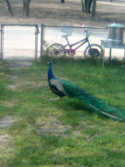 Benavides, TX: Peacocks in my front yard...So country, we have them instead of roosters.