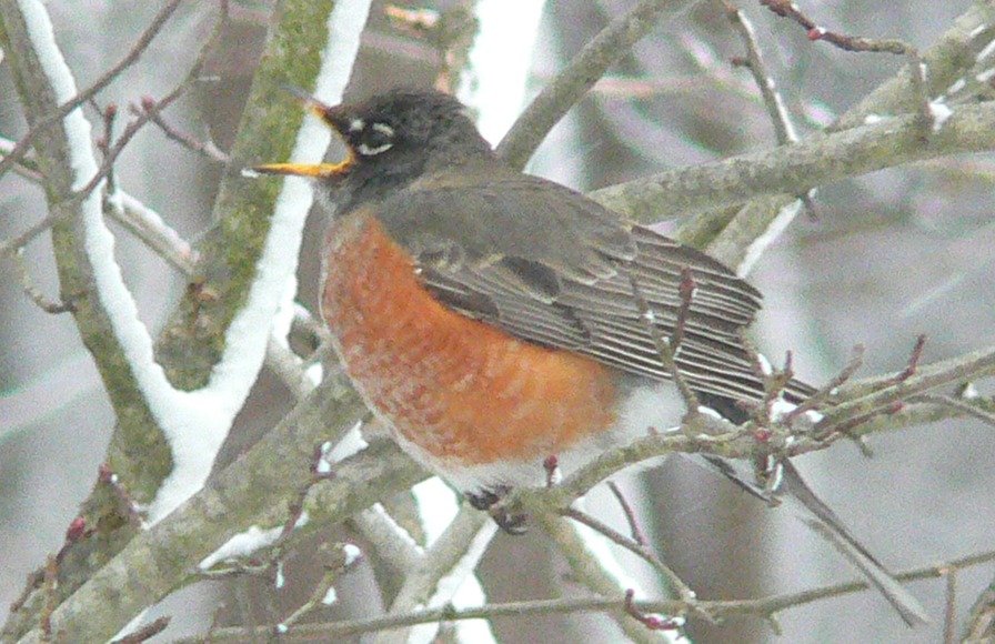 Hampton, NJ: Backyard Robin