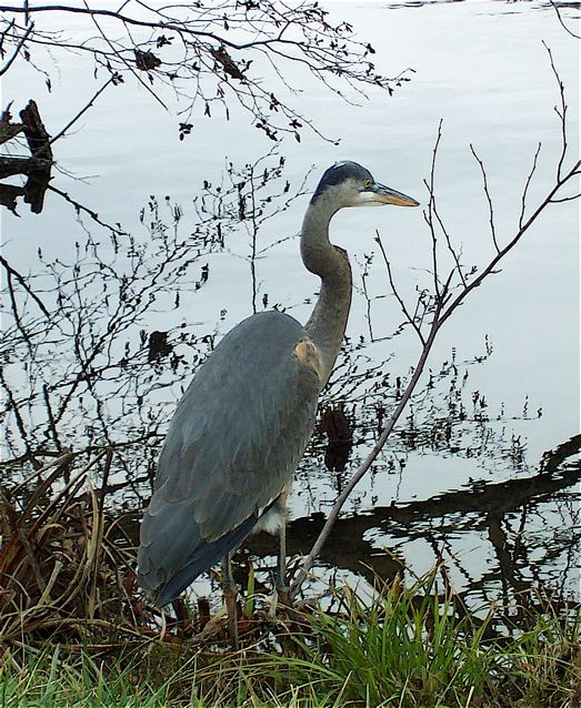 Swannanoa, NC: Blue Heron Frequents Owen Park Ponds and Swannanoa River in Swannanoa NC