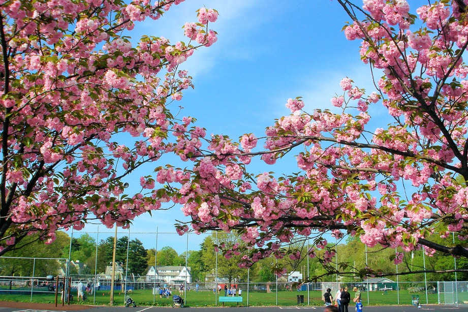 Bronxville, NY: Looking at Bronxville School Playground and Field through Spring Blossoms.