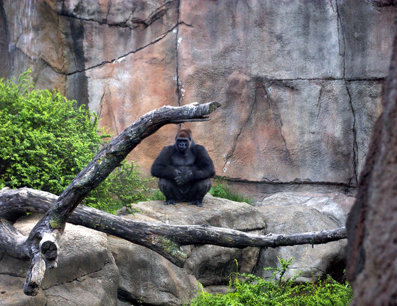 St. Louis, MO: Is he watching us-Gorilla at the St Louis Zoo 6-09