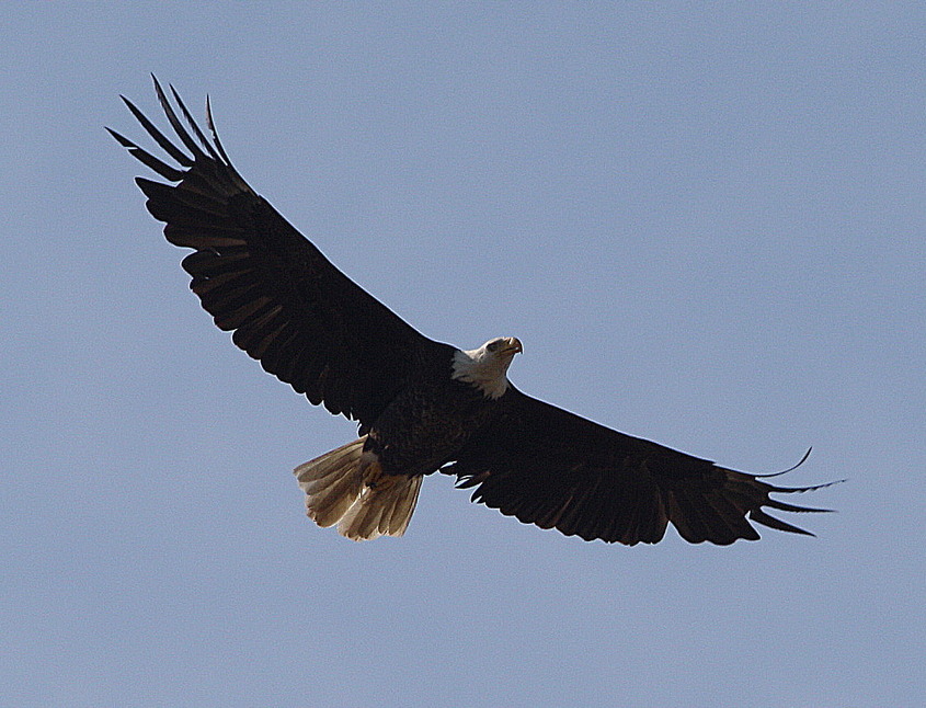 Olney, IL: bald Eagle