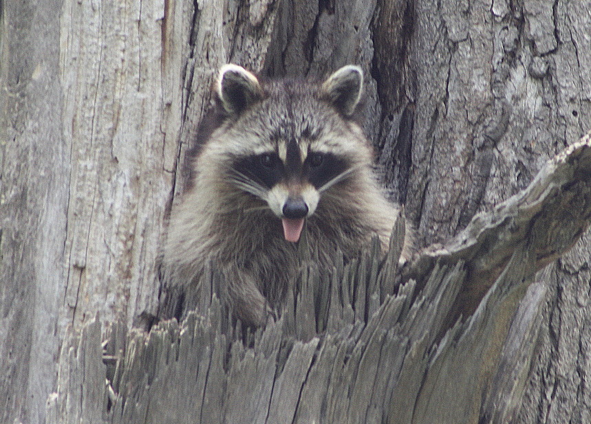 Lawrenceville, IL: I don't think he liked me very much.