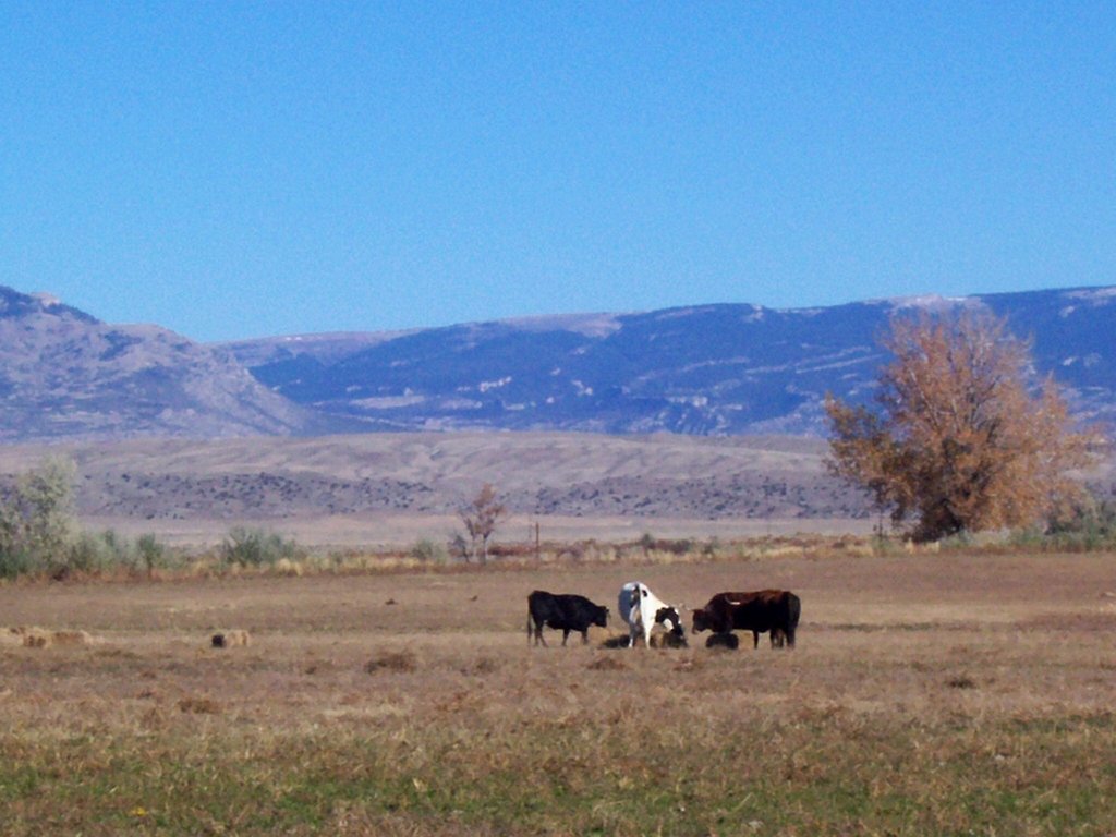 Cowley WY Cowley WY Looking North Toward Pryor Mountains Photo   Cfiles6099 