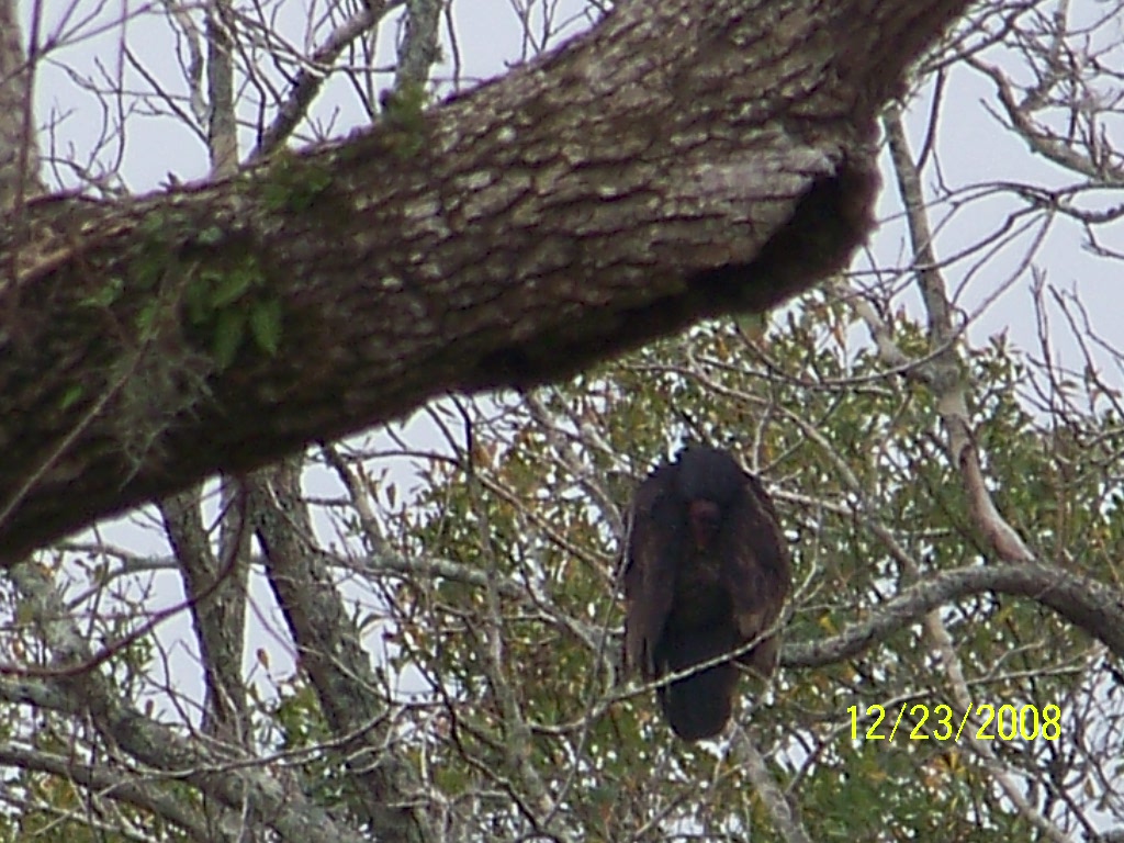 Richwood, TX: Happy Go Lucky Buzzard,,,, in my backyard!